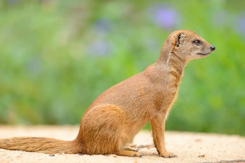 Close-up of a yellow mongoose (Cynictis penicillata) in spring