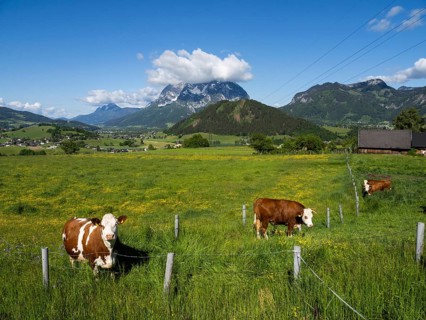 Cows grazing in a meadow, Ennstal, behind the Grimming, near Aigen im Ennstal, Styria, Austria,