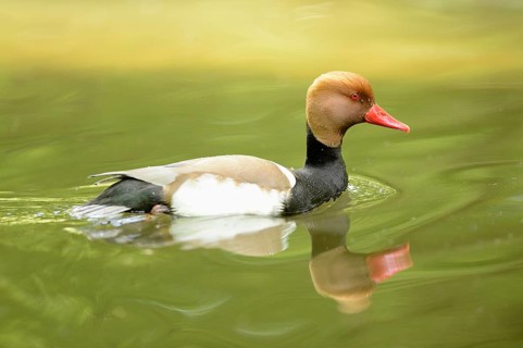 Close-up of a Red-crested Pochard (Netta rufina) swimming in the water in spring