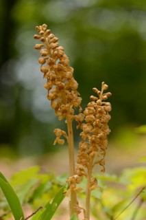 Close-up of Bird's-nest Orchid (Neottia nidus-avis) blossoms in a forest in spring, Upper