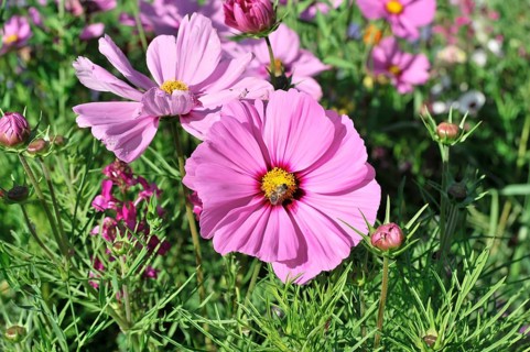 Cosmea bipinnata, Schwaebisch Gmuend, Baden-Wuerttemberg, Germany, Europe, Several pink flowers in