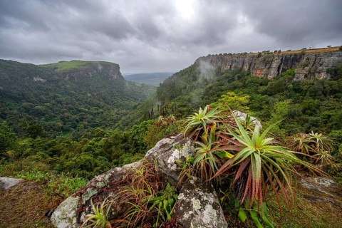 Krantz aloe (Aloe arborescens) growing on rocks, view from the plateau to the Graskop Gorge with