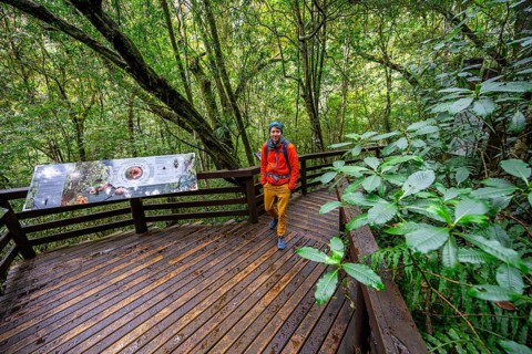 Young man on wooden path with information signs, in dense forest, Graskop Gorge or Graskopkloof,