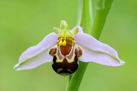 Bee orchid (Ophrys apivera), single flower, close-up of the flower, showing pollen-laden anthers