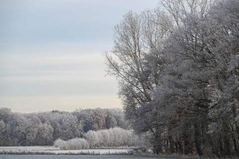 A forest and fields in winter, the trees and the ground covered with frost, dull light, hoarfrost