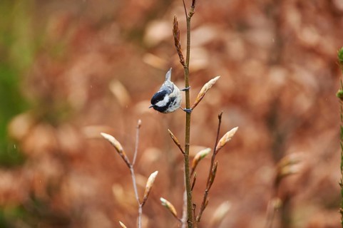 Close-up of a coal tit (Periparus ater) in the bavarian forest in spring, Germany, Europe
