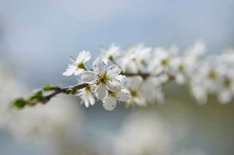 Blackthorn (Prunus spinosa) Blossoms in spring, Bavaria, Germany, Europe