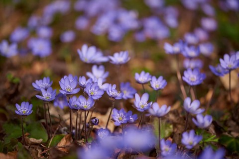 Close-up of Common Hepatica (Anemone hepatica) blossoms in a forest in spring, Bavaria, Germany,