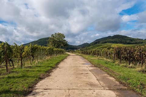 Farm track between green vineyards and hills, under a cloudy sky, Southern Palatinate, Palatinate,