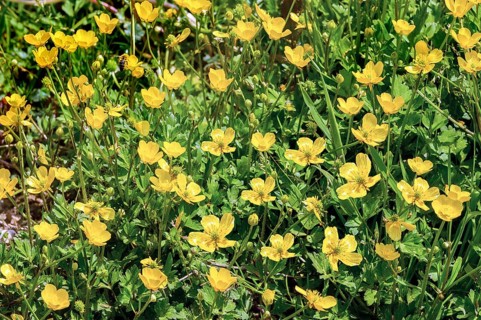 Meadow with ranunculus auricomus (Ranunculus auricomus agg.), Allgaeu, Bavaria, Germany, Europe