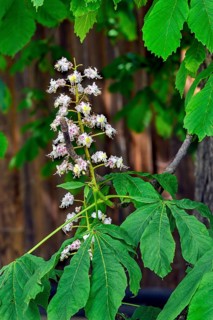 Spring, blossoms of the common horse-chestnut (Aesculus hippocastanum), Allgaeu, Bavaria, Germany,
