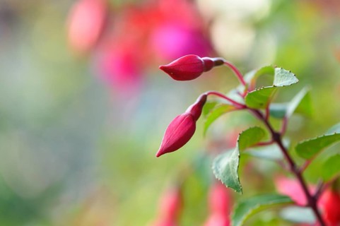 Close-up of red Fuchsia blossoms in a garden in summer