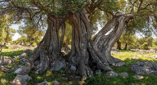 Old olive trees near Lun, island of Pag, Zadar, Dalmatia, Croatia, Europe