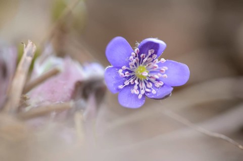 Close-up of a Common Hepatica (Anemone hepatica) blossom in a forest in spring
