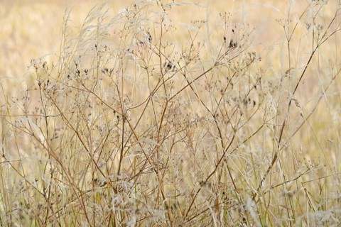 Umbellifer (Apiaceae) with fruiting stems and true grass (Poaceae), North Rhine-Westphalia,