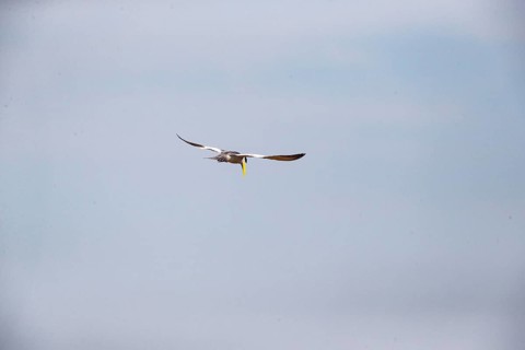 Large-billed Tern (Phaetusa simplex) Pantanal Brazil
