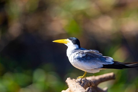 Large-billed Tern (Phaetusa simplex) Pantanal Brazil