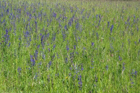 Meadow clary (Salvia pratensis) in a meadow, bee forage meadow, forage meadow, Baden-Wuerttemberg,