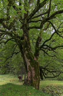 Maple (Acer) overgrown with moss, Bad Hindelang, Allgaeu, Bavaria, Germany, Europe