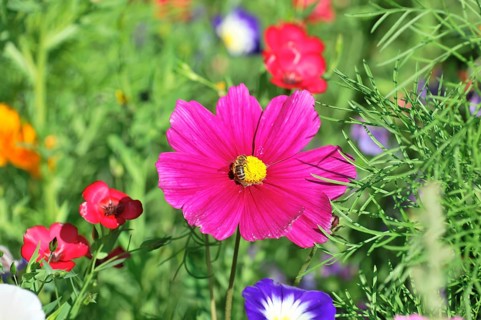 Cosmea bipinnata, Schwaebisch Gmuend, Baden-Wuerttemberg, Germany, Europe, A bright pink flower in
