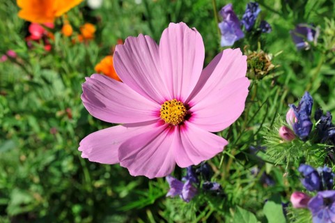Basket of jewellery, cosmea (Cosmea bipinnata), Schwaebisch Gmuend, Baden-Wuerttemberg, Germany,