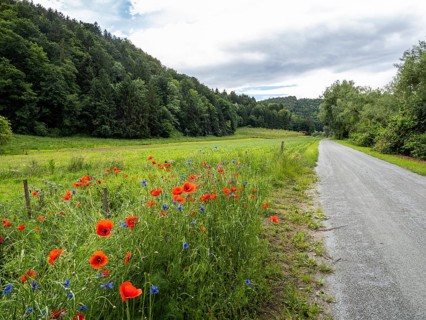 Poppy field in bloom, cornflowers in between, Sausal cycle path, near Heimschuh, Styria, Austria,