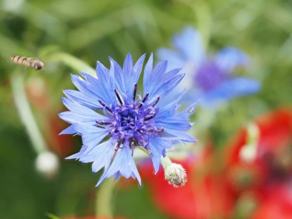 Cornflower (Centaurea cyanus), near Heimschuh, Styria, Austria, Europe