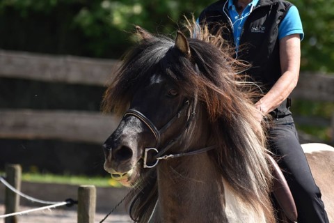 Close-up of a ridden Icelandic horse with equipment and typical long hair