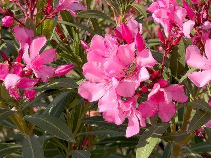 Close-up of flowers of pink oleander (Nerium oleander), Crete, Greece, Europe