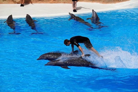 Loro Parque, Puerto de la Cruz, Santa Cruz de Tenerife, Tenerife, Canary Islands, Spain, Europe, A