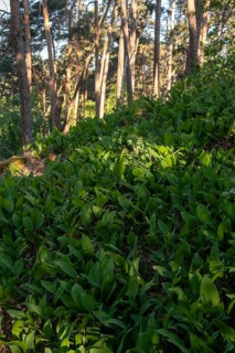 Lily of the valley in the forest, Harz Mountains, Blankenburg, Saxony-Anhalt, Germany, Europe