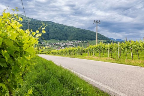 World Heritage Site, wine route, car, landscape, wine tour, wine press, wine-growing area, region,