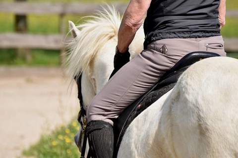 Close-up of a ridden Icelandic horse with equipment and typical long hair