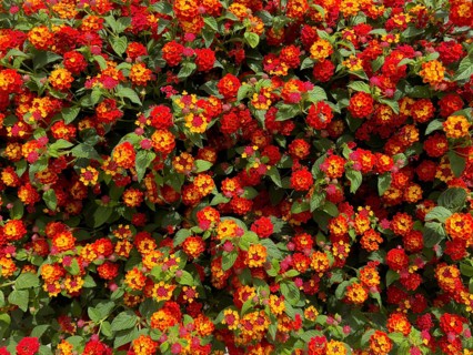 Dense shrub with red flowers of spanish flag (Lantana camara) from the verbena family, Crete,