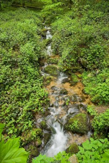 Mountain stream in the forest at Berg Blauen, Badenweiler, Black Forest, Baden-Wuerttemberg,