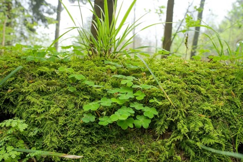 Clover, moss, ferns, humidity, forest on Blauen mountain, Badenweiler, Black Forest,
