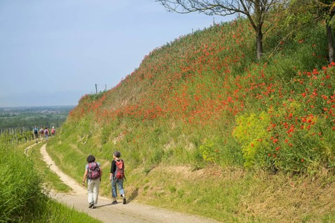 Hiking trail, red poppy near Burkheim am Kaiserstuhl, Baden-Wuerttemberg, Germany, Europe