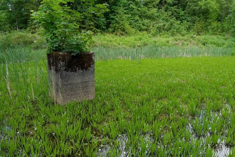 Pond with crab claw (Stratiotes aloides), frogbit plant (Hydrocharitaceae), aquatic plant, cow