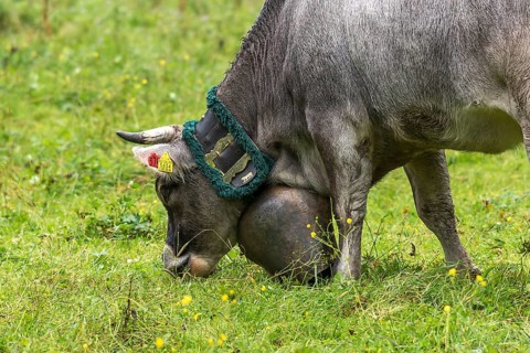 Cow wearing a decorative bell for the cattle drive, cattle seperation, gabled house, Bad Hindelang,