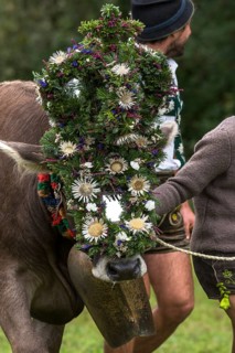 Decorated cow for the cattle seperation, cattle drive, Bad Hindelang, Allgaeu, Bavaria, Germany,