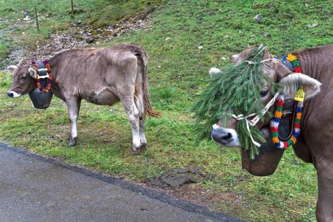 Cows with jewellery bells for the cattle drive, cattle seperation, gabled house, Bad Hindelang,