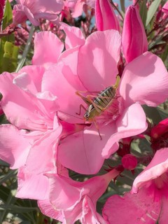 Close-up of saddle-backed bush cricket (Ephippiger ephippiger) sitting in flower of oleander