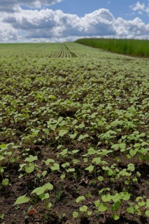 Field with buckwheat (Fagopyrum), agriculture, farming, field, Schwaebisch Hall,