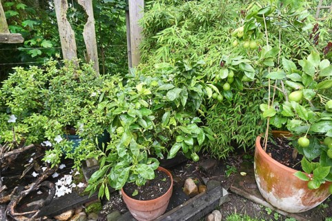 DEU. Germany, Iserlohn: This hobby gardener in Iserlohn maintains an extraordinary garden with