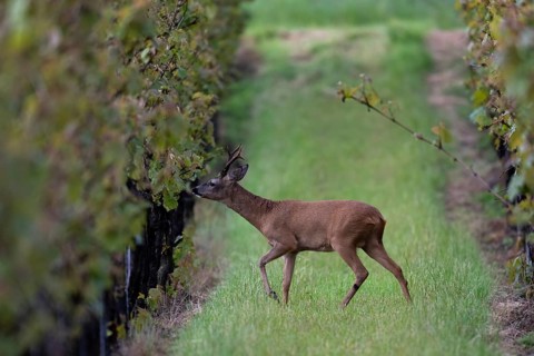 Strong abnormal roebuck in a vineyard, Wittlich, Rhineland-Palatinate, Germany, Europe