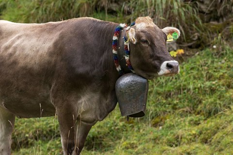 Cow wearing a decorative bell for the cattle drive, cattle seperation, gabled house, Bad Hindelang,