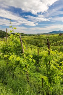 Landscape, World Heritage Site, wine tour, wine press, wine-growing area, grape variety, region,