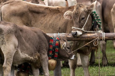 Tethered cows waiting for their owner after the cattle drive, Bad Hindelang, Allgaeu, Bavaria,