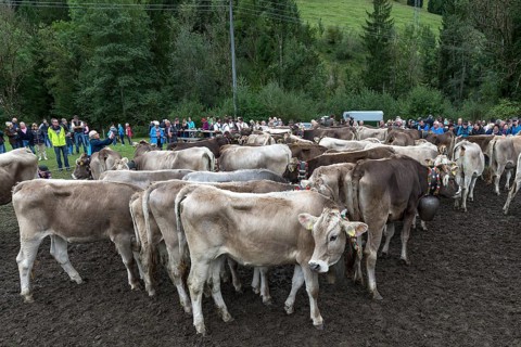 Cattle seperation, assembly point for the cattle to be returned to their owners, tourists in the