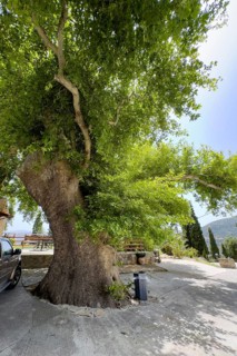 Ancient giant oriental plane (Platanus orientalis) Oriental plane tree in front of entrance Tor tor